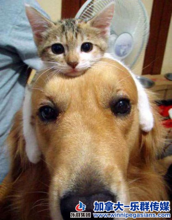 cat_on_dogs_head.jpg