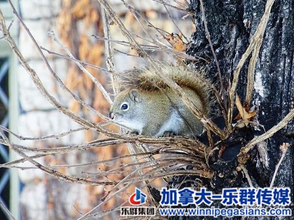 冬天了，去个更冷的地方 -- 温尼伯游记-22.jpg