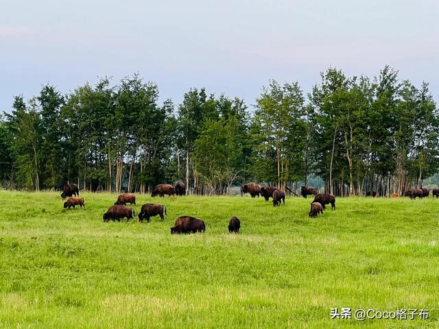 埃德蒙顿｜一场遇见爱情的旅行-9.jpg