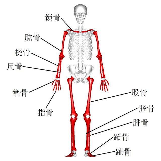 练举重会越练越矮、影响身高，而打篮球却能长个子？-4.jpg