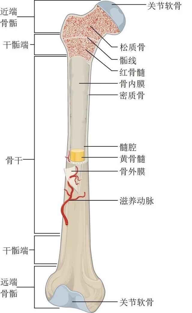 练举重会越练越矮、影响身高，而打篮球却能长个子？-5.jpg