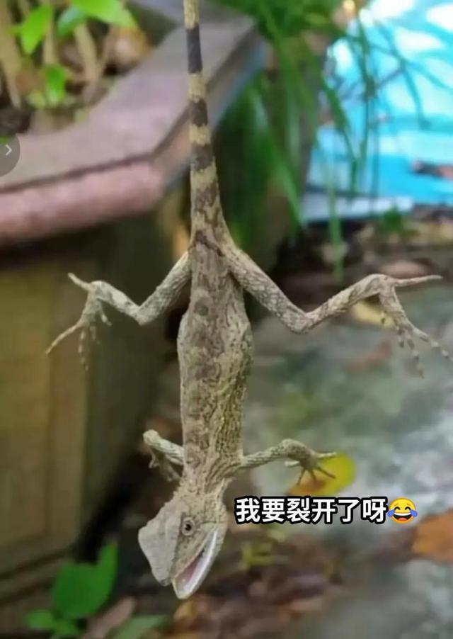 那些超级搞笑的图片，轻松一笑，治愈不开心-8.jpg