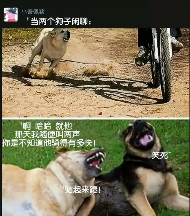 20张能把人笑飞的搞笑图片，看完以后感觉整个人都笑不活了-7.jpg