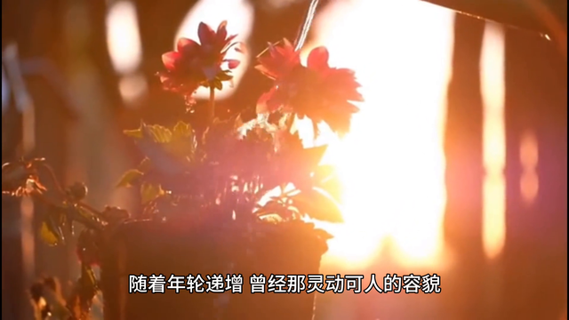 璀璨退场：细数娱乐圈九位明星短暂“花期”的兴衰沉浮-5.jpg