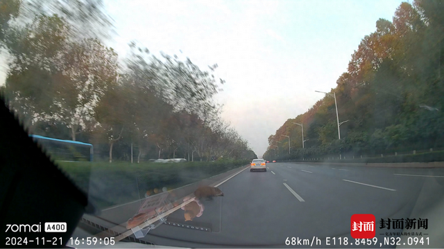 又见野猪“闯祸”撞车 “猪患”何解？管理和赔偿如何落实？多地尝试破解 ｜封面头条-1.jpg