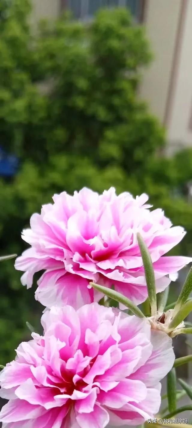 写头条后强大起来了，连分手都不怕了-3.jpg