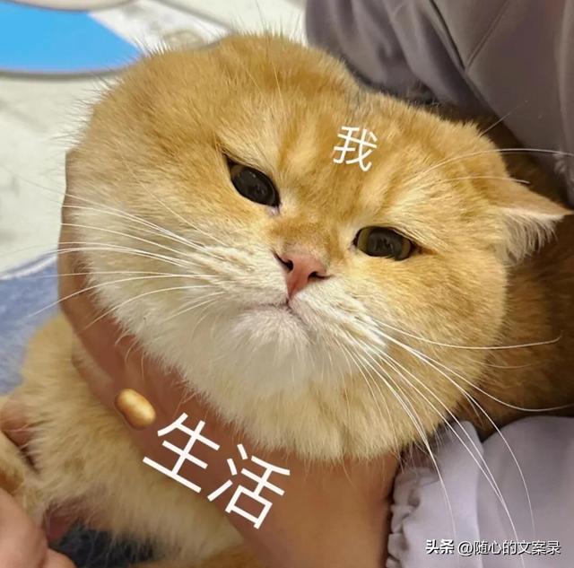 笑到腿软的搞笑句子，笑一笑十年少-3.jpg