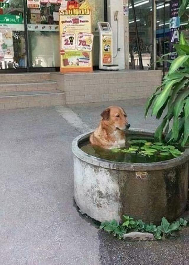 21张离谱又搞笑的图片，看完让人笑到停不下来-1.jpg