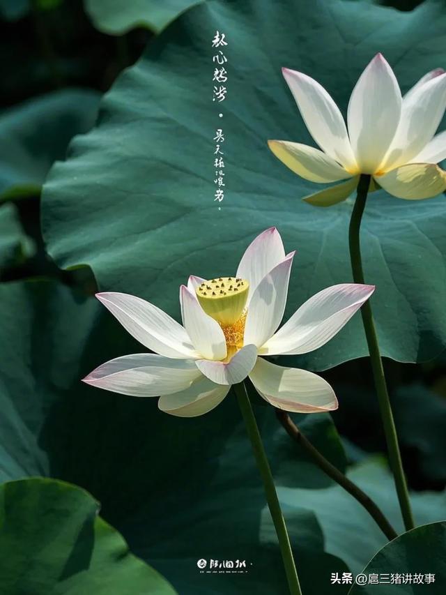 头条诗画分享：悟心-4.jpg