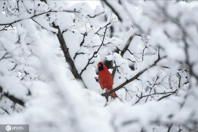 加拿大渥太华遇暴风雪 全城积雪深厚-4.jpg