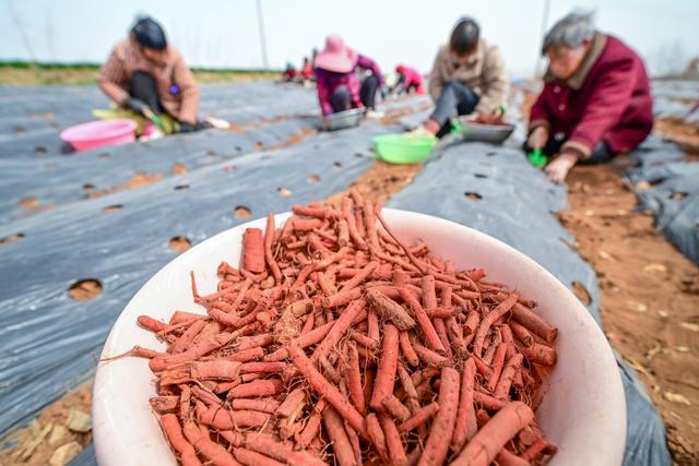 新华全媒头条丨农业科技兴  乡村生活美——“高质量发展调研行”聚焦全面推进乡村振兴-1.jpg